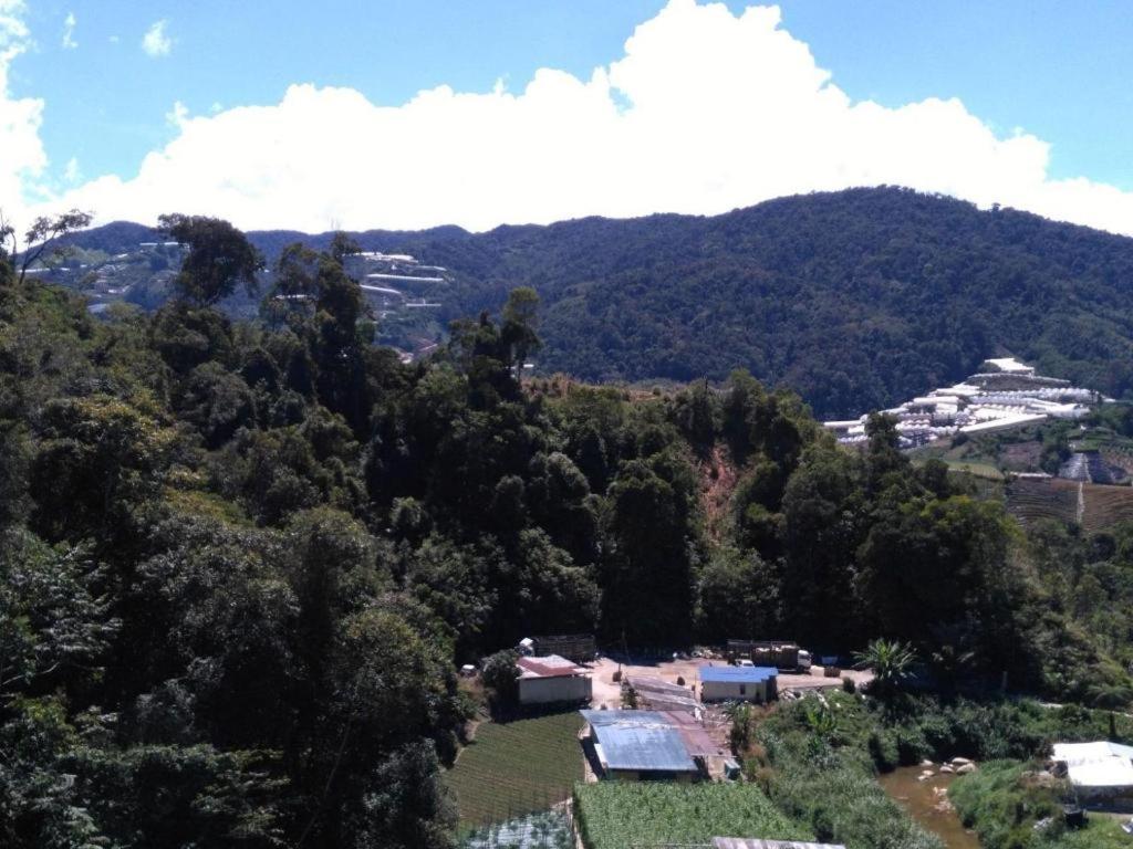 The Pines Hotel Kampung Kuala Terla Luaran gambar